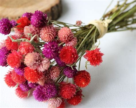 100 Pink Globe Amaranth Headsdried Gomphrenadried Etsy Dried Flower