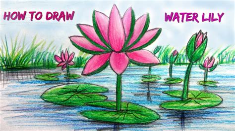How To Draw A Lily Pad Flower