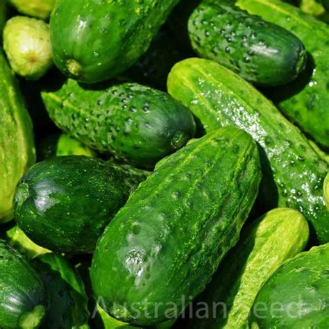Cucumber Clarion Cucumis Sativus Pickling Gherkin Buy Australian Seed