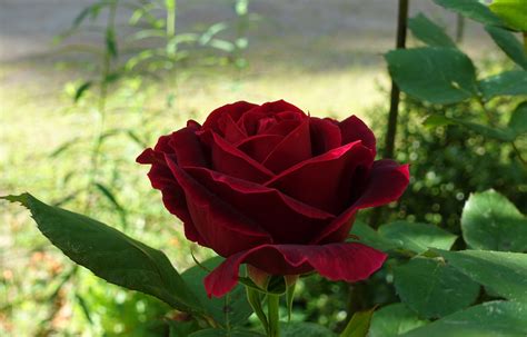 How To Propagate Roses A Step By Step Guide Grower Digest