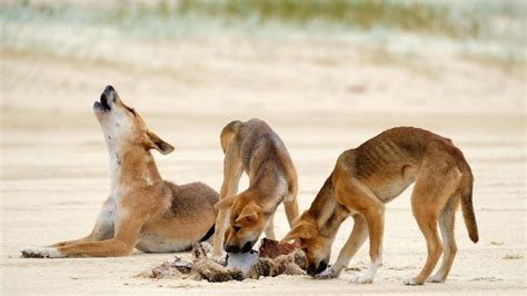 Boy Attacked By Dingoes At Fraser Island Orchid Beach The Courier Mail