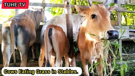 Cows Eating Grass In The Barn Cow Videos Indian Cows Funny Cows Youtube