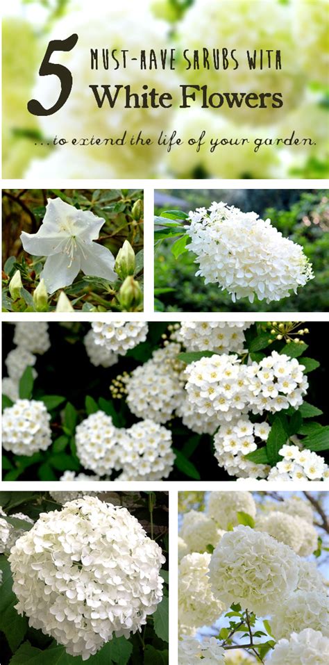 5 Must Have Shrubs With White Flowers To Extend The Life Of Your Garden