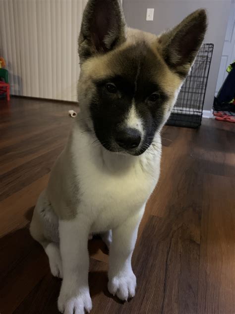 Akita Puppies For Sale Rolling Meadows Il 322226