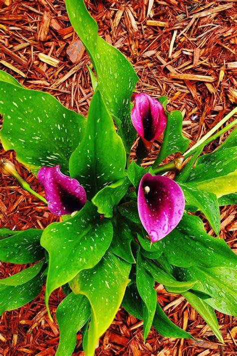 How To Winterize Calla Lilies Gardeners Path