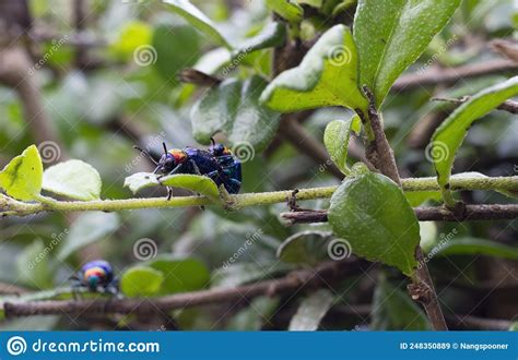 blue milkweed beetle has blue wings in nature background stock image image of colorful mating