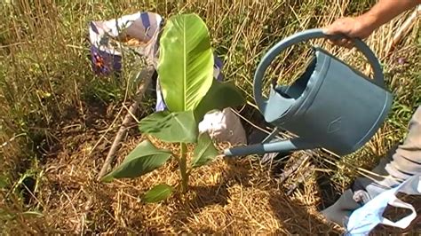 Peut On Planter Du Manioc En France - Comment Faire Une Plantation De Banane Plantain