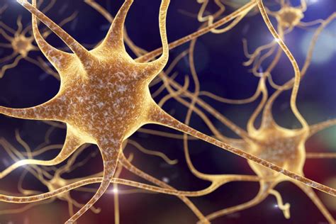 Adults can still grow new brain cells — neurogenesis — but what are they for? Human brain cell transplant offers insights into ...