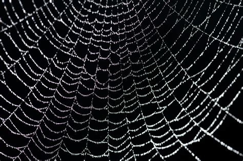 Spider Web Backgrounds Wallpapersafari