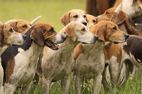 30 Best Hunting Dogs And Gun Dog Breeds For All Types Of Game And Hunts