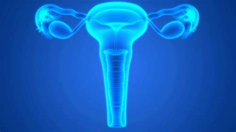 女性生殖系统解剖学—高清视频下载、购买视觉中国视频素材中心