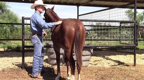 Teaching A Horse To Stand Square Youtube