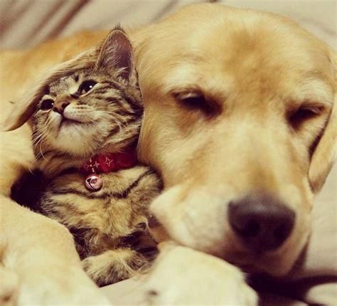 Golden Retriever And Kitten So Sweet The Only Thing Zoey Loves The