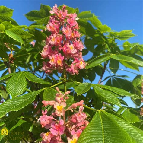 Aesculus X Carnea Fort Mcnair Red Horsechestnut From Home Nursery
