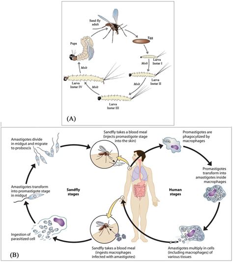 Sand Fly And Leishmania Spp Life Cycles A Lifecycle Stages Of Sand Download Scientific