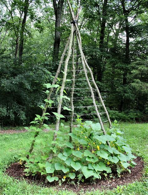 24 Easy Diy Garden Trellis Ideas And Plant Structures A