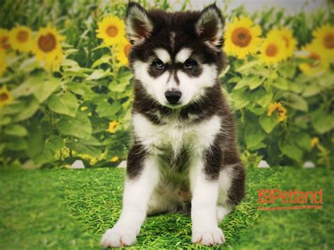 American Eskimo Dogsiberian Husky Dog Black And White Id2389938 Located