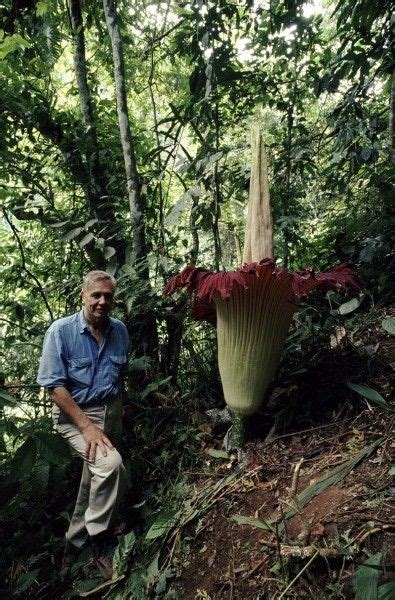 Hibiscus 01:19 tropical flowers like hibiscus can thrive even in gardens in colder zones. The Corpse Flower (Amorphophallus titanum) Native to ...
