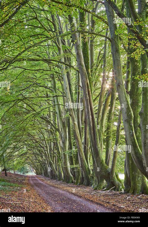 Beech Tree Avenue Sussex Stock Photo Alamy