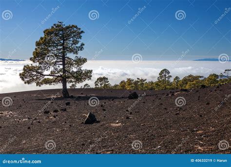 Tree In A Lava Landscape Stock Image Image Of Angle 40633219