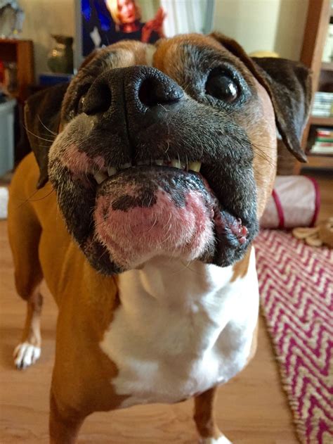 My What Lovely Teeth You Have Boxer Love Boxer Dogs Puppy Love
