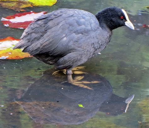 Sconzani Birds Of New Zealand Part 3