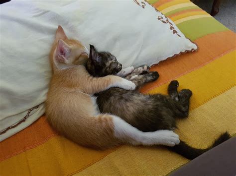 Our two kittens sleeping peacefully : aww