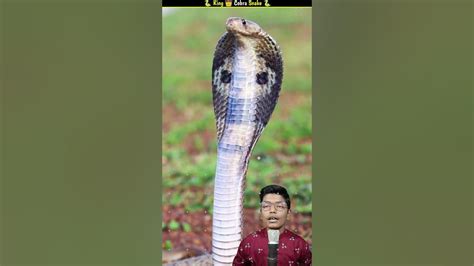 King Cobra Snake Bite Shorts Youtube