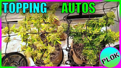 Can You Top Autoflowers Lets Find Out At Experiment Week 12