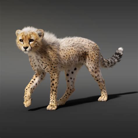 Cheetah Fur Animation Model Turbosquid 1628602