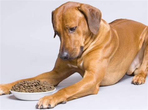 Barnes, in bulawayo, southern rhodesia (now zimbabwe), in 1922, who named the b. Rhodesian Ridgeback: Alle Infos und Tipps zur Rasse