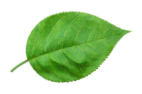 Apple Leaf Isolated On White Stock Image Image Of Fresh Isolated