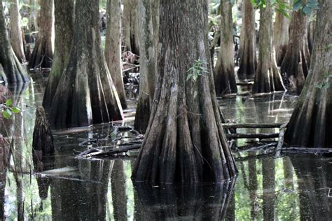 Free Images Cypress Trees Nature Knees Water River Moss Florida