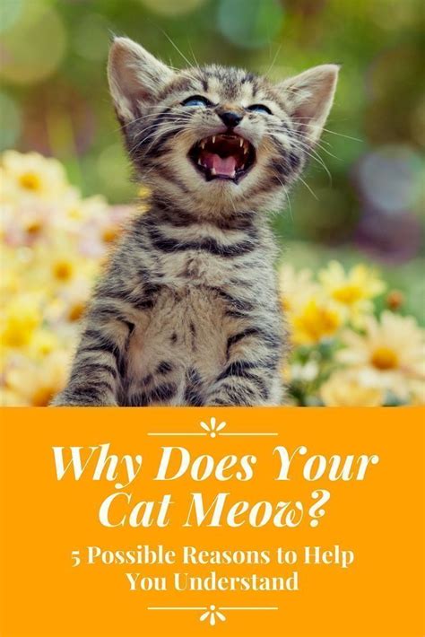 A Kitten With Its Mouth Open And The Words Why Does Your Cat Meow