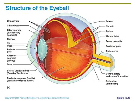 Ppt Structure Of The Eyeball Powerpoint Presentation Free Download