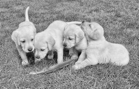 Labrador Retriever Puppies And Feather Black And White Photograph By