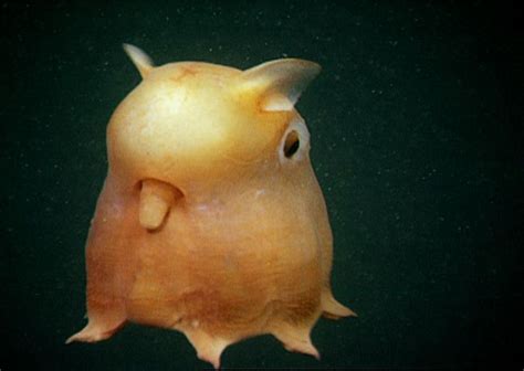 Grimpoteuthis The Dumbo Octopus Smithsonian Ocean In 2020 Unusual