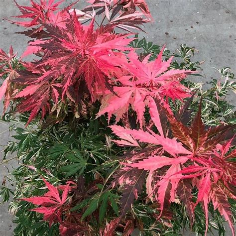 Buy Japanese Maple Acer Palmatum Extravaganza Pbr Delivery By
