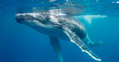 Noaa Removes Most Humpback Whales From Endangered Species List Huffpost
