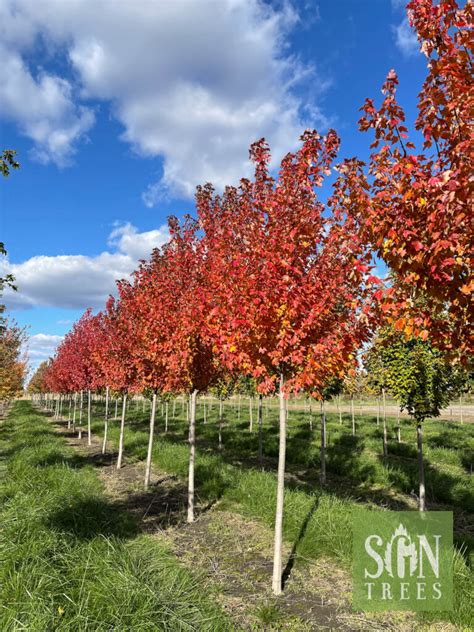 Acer Rubrum Sun Valley Spring Grove Nursery