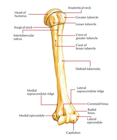 Humerus Bone Basic Anatomy And Physiology Anatomy Bones Anatomy
