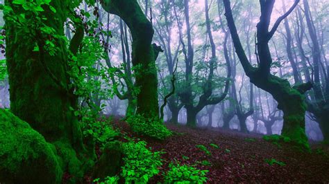 Old Growth Forest Trees Green Leaves Green Moss Moisture Mist Evaporation Hd Wallpaper For