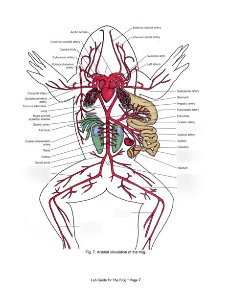 Frogs Circulatory Arteries Terms 1 8 Week 2 Diagram Quizlet