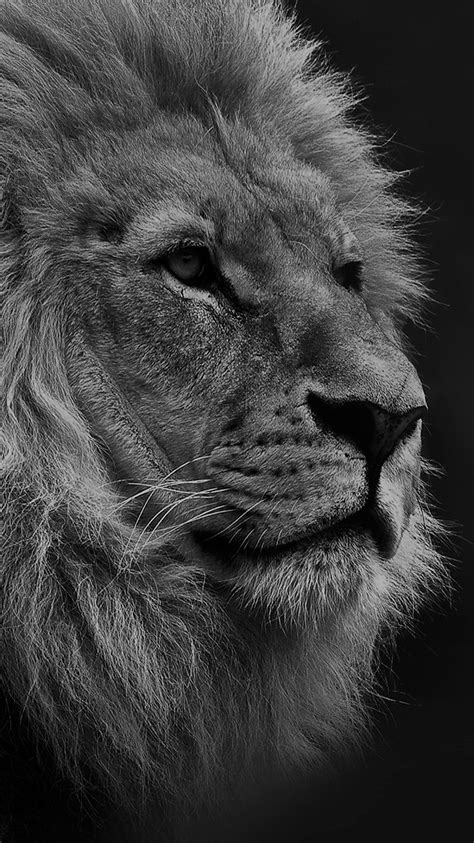 Lion digital wallpaper, predator, art, grin, the king, jean pierre. nature