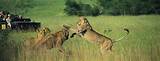 Tours Of Kruger National Park Images