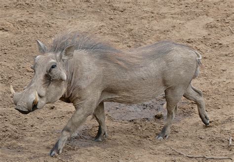 Common Warthog Phacochoerus Africanus Male Mphafa Hi Flickr