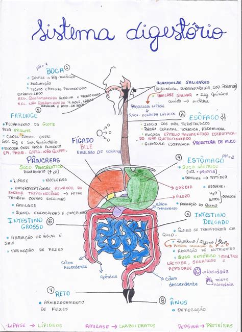 Mapa Mental De Sistema Digestório Anatomia Humana I