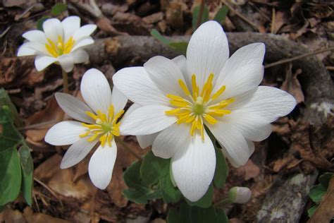 Bloodroot Flowers Photograph By Jester Rawls Pixels