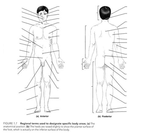 And this article is all about this only. CH 1: Human Body Orientation