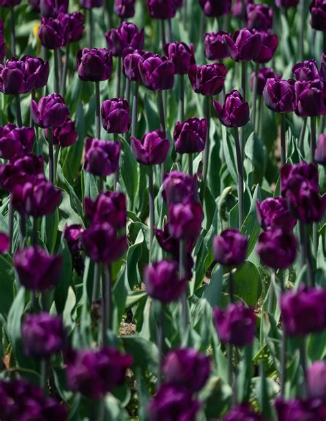 Dark Purple Tulip Flowers · Free Stock Photo